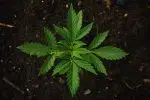 Matériels pour faire pousser le cannabis : où s’en procurer ?