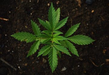 Matériels pour faire pousser le cannabis : où s’en procurer ?